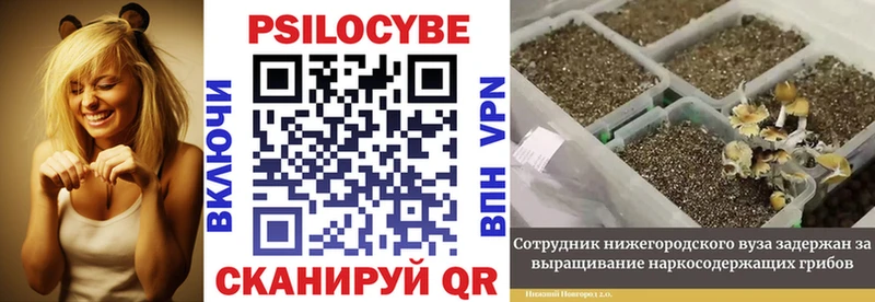 закладка  Омск  Галлюциногенные грибы GOLDEN TEACHER 